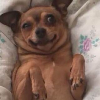 Логотип @whatsupmira - ТИКТОКЕРСКАЯ ТУСОВКА 🗿