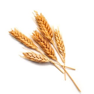 Логотип @wheatsales - Пшеница