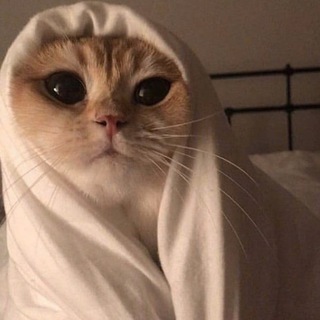 Логотип @whiskaslapkidvalotka - вискас, лапки, два лотка🐾