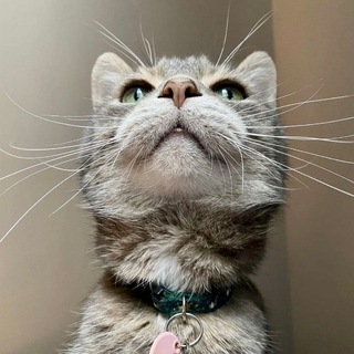 Логотип @whiskerspawstail - Усы, лапы и хвост!