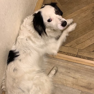 Логотип @white_bim_fund - Фонд «Белый Бим». Якутск