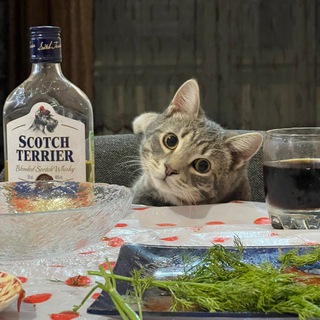 Логотип @white_hedgehoogtg - Мишка с леса🐻