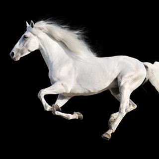 Логотип @white_horse_betting - White Horse Betting