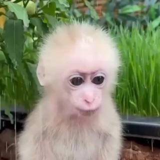 Логотип @whitemonkeyvideos - White monkey 🐒 (Monkey videos)