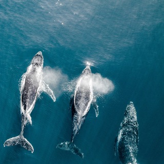 Логотип @whitewhalefamily - White Whale Family