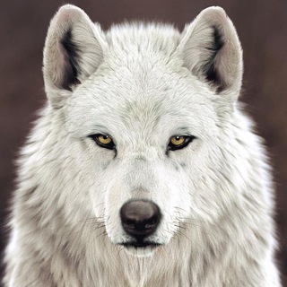 Логотип @whitewolfpoetry - White Wolf