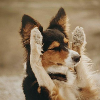 Логотип @why_dog - Why? it's DOGS...