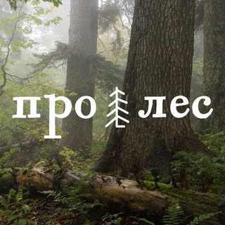 Логотип @whyforest - ПРО ЛЕС