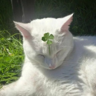 Логотип @wiccan_cat - Ведьмин Кот | Мемы | Юмор | Викка | Язычество | Магия