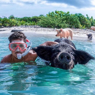 Логотип @wideopricol - Видео приколы