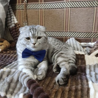 Логотип @wikikotiachat - Wikikotia(Дарья)&Софья chat