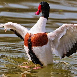 Логотип @wild_duck62 - Дикая рязанская утка