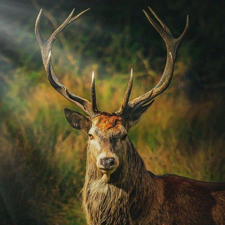 Логотип @wild_hunt09 - ОХОТХОЗЯЙСТВА ПРИГЛАШЕНИЯ.