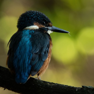 Логотип @wild_photo - Дикий фотограф