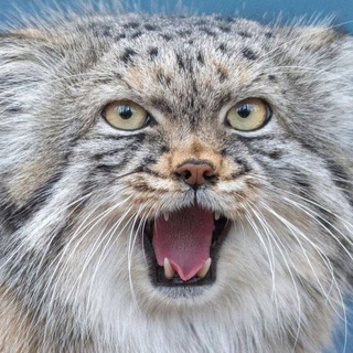 Логотип @wild_suncat - ДИКИЕ КОШКИ