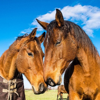 Логотип @wildanimalsplanet - Animals