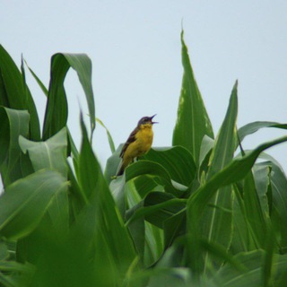 Логотип @wildbirdcatcher - В глубине чащ