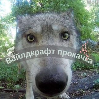 Логотип @wildcraft202 - 🐇Вᴀйᴧдᴋᴩᴀɸᴛ|Пᴩᴏᴋᴀчᴋᴀ|☘