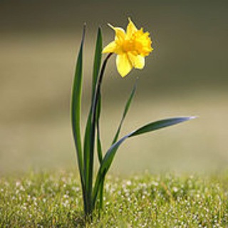 Логотип @wilddaffodil - Атиповий нарцисизм