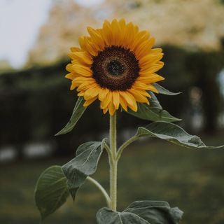 Логотип @wildflowerlife - Wild Flower Life - Natural health/home birth