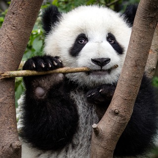 Логотип @wildfund_members - Сторонники Фонда природы