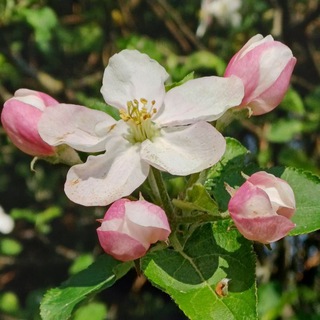 Логотип @wildkraeuter - Wildkräuter&Heilpflanzenwissen 🌱🍃🌿