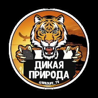 Логотип @wildlife_tv - Дикая природа 🔞