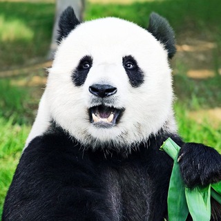 Логотип @wildlifetime - Время Живой Природы