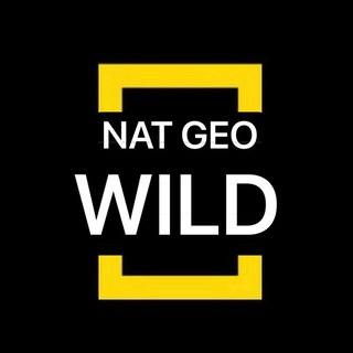 Логотип @wildneto - Nat Geo WILD