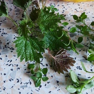 Логотип @wildpflanzen_essecke - Miriams wilde Essecke🍃🌾🌱🍀