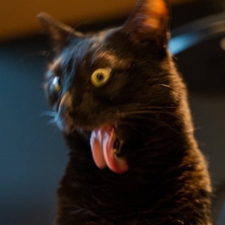Логотип @will_steal_your_cat - Покраду или сфотографирую ваших котов