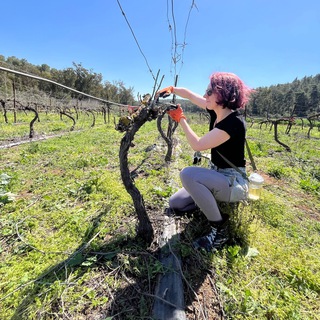 Логотип @wineshire - Wineshire