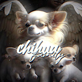 Логотип @wingedddddogs - 🐾ℂ𝕙𝕚𝕙𝕦𝕒 𝕗𝕒𝕞𝕚𝕝𝕪🐥