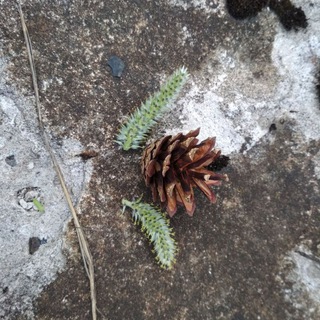 Логотип @wingsofnow - Крылья наутилуса.