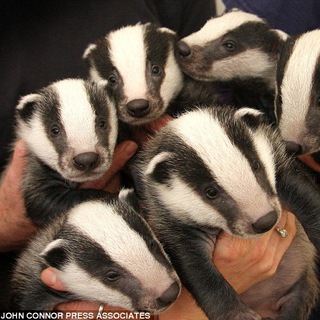 Логотип @wisconsinfur - Wisconsin holding pen for the 18+ chat