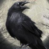 Логотип @witchnest - Ведьмино Гнездо