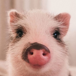 Логотип @with_love_for_pigs - «С любовью к хрюшам» 🐷❤️