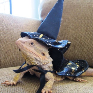 Логотип @wizardinglizard - Wizard Lizard