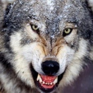 Логотип @wlfwvs - Волны Вульфа