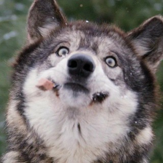 Логотип @wolf_woo - Подвывал волкам издалека