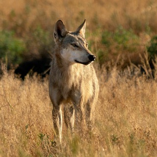Логотип @wolfastrakhan - Фотогалерея "Шедевры дикой природы" А.О.