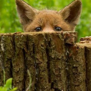 Логотип @wolfchannel2 - foxblog channel