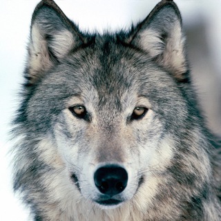 Логотип @wolferis - Wolf chat