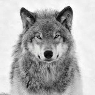 Логотип @wolvesnew - True Mafia Wolves NEW