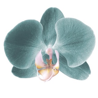 Логотип @womenlabs - inspo