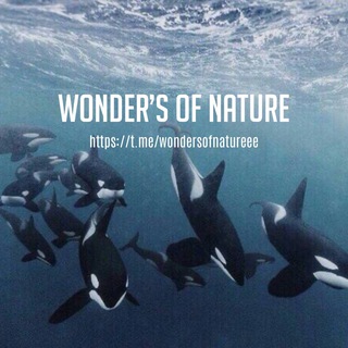 Логотип @wondersofnatureee - Wonders of Nature