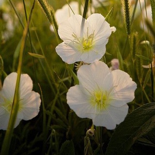 Логотип @woqutv_23 - 🫧Bubbles🫧