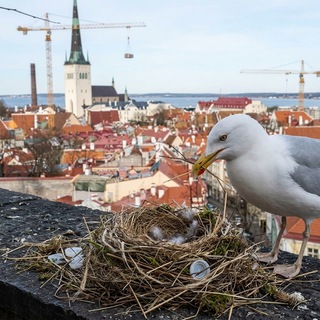 Логотип @workinestonia_ru - Экспаты — Work in Estonia