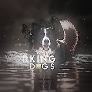 Логотип @workingdogsoff - 𝙒𝙊𝙍𝙆𝙄𝙉𝙂 𝘿𝙊𝙂𝙎