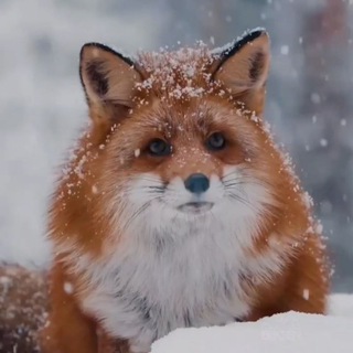 Логотип @world_around_animals - Animals